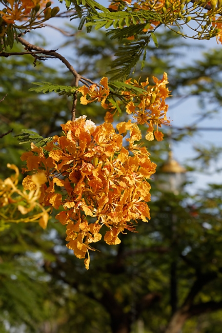 Suan Luang-JUN14-028
